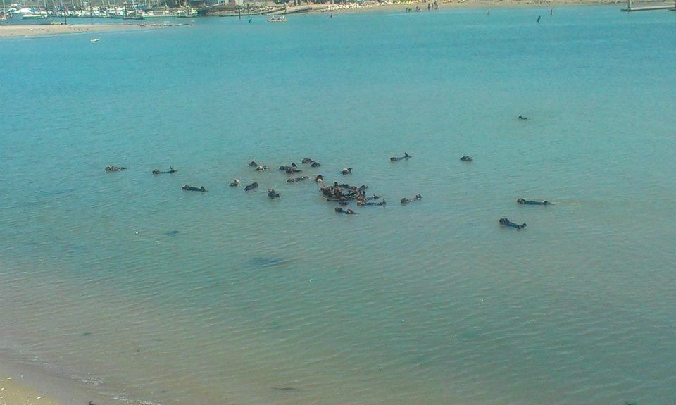 A group of otters hold each other and swim together in an "otter raft" just off the beach.