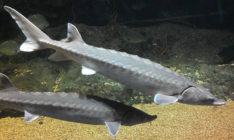 Atlantic sturgeon was a heavily harvested fish in the 20th century. This fish can grow up to 14 long, weigh up to 800 pounds, and live up to 60 years.