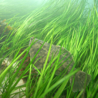 Flatfish in seagrass.