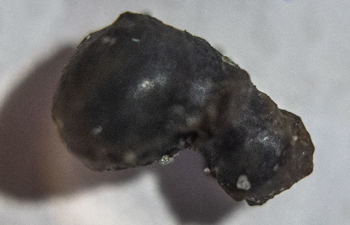 Fragment retrieved from Olympic Coast National Marine Sanctuary illustrating glazed "fusion crust."