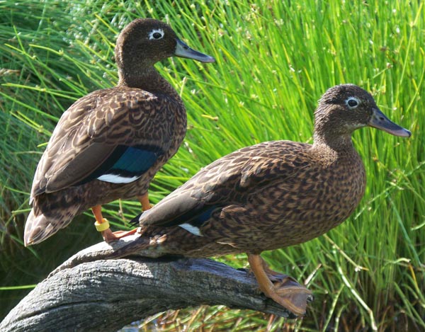 A Laysan duck pair on Eastern Island on Midway Atoll. Sea-level rise could threaten these birds, as well as large populations of seabirds.