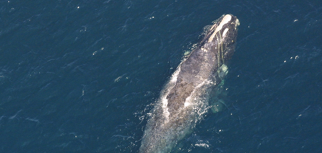 North Atlantic right whale entangled in line.