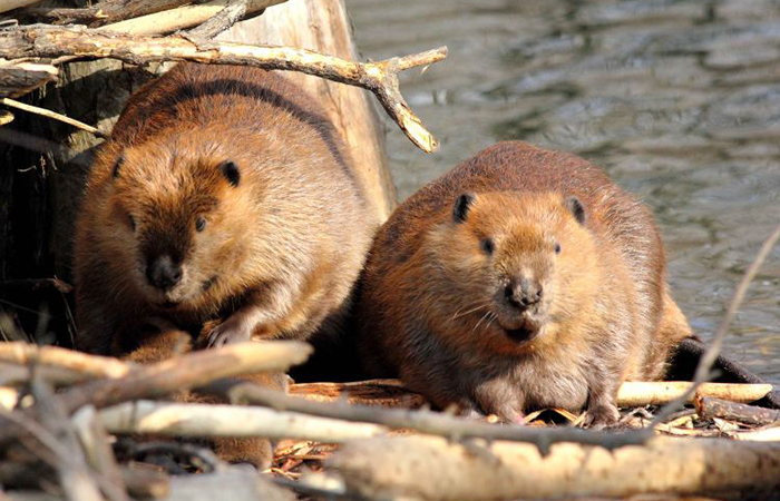 Beavers helped to restore Washington's Methow watershed. 