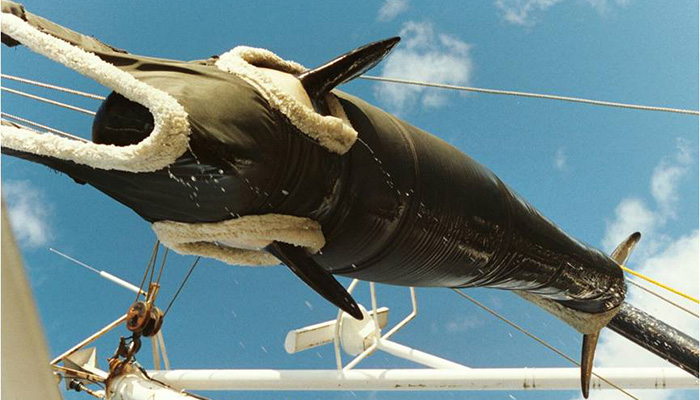 A crane lifts Springer in a custom-made sling from a temporary holding pen to a vessel that would take her back to her home waters in British Columbia.