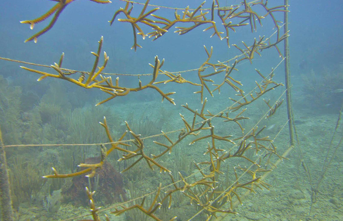 Staghorn corals on these floating underwater coral arrays in Puerto Rico are ready to be transplanted. 