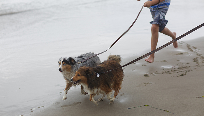 It’s fun to enjoy the beach with your pet. For their safety and the safety of nearby wildlife, please keep them on a leash.