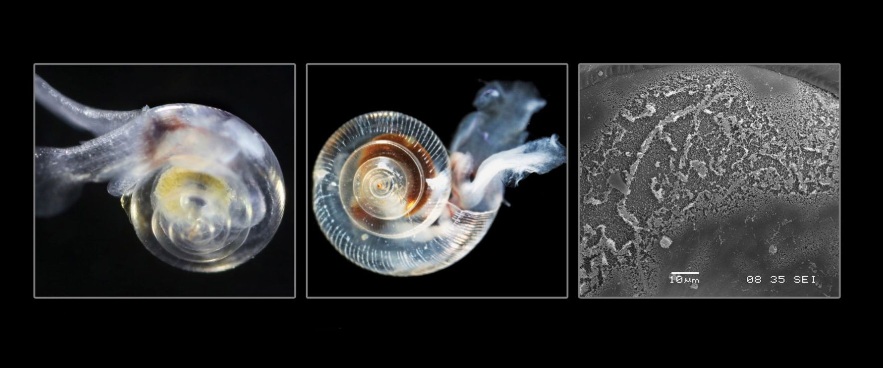 A healthy pteropod, or sea snail, is an important food source for many fish and mammals (left). Early evidence of a compromised pteropod shell along the U.S. West Coast (center). Microscopic look at how ocean acidification eats away protective shells (right).