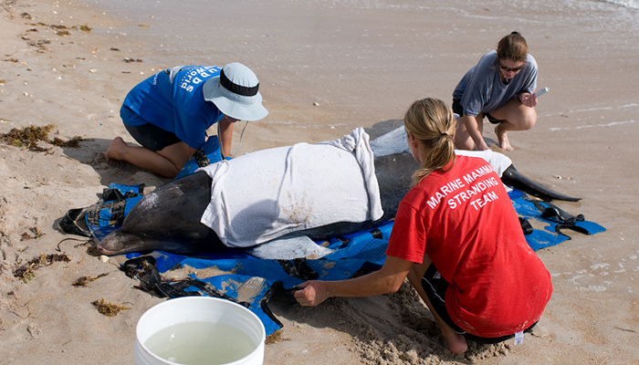 Trained responders with the Hubbs-SeaWorld Research Institute help a stranded dolphin. 