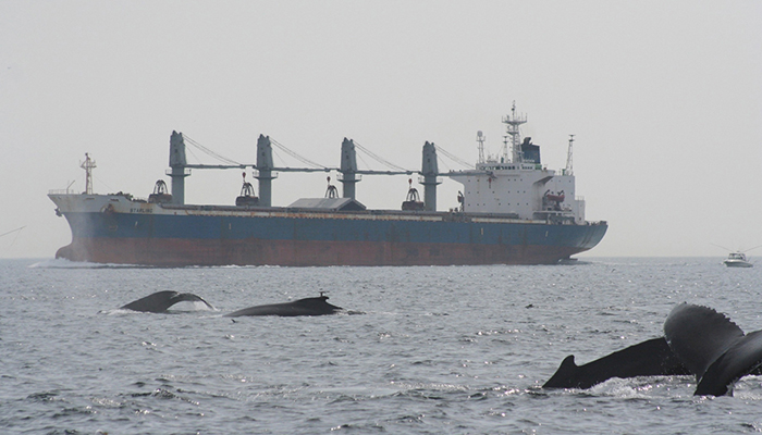 Growth in shipping traffic is a key contributor to the increase in chronic background underwater noise that can affect marine mammals like the whales shown here.