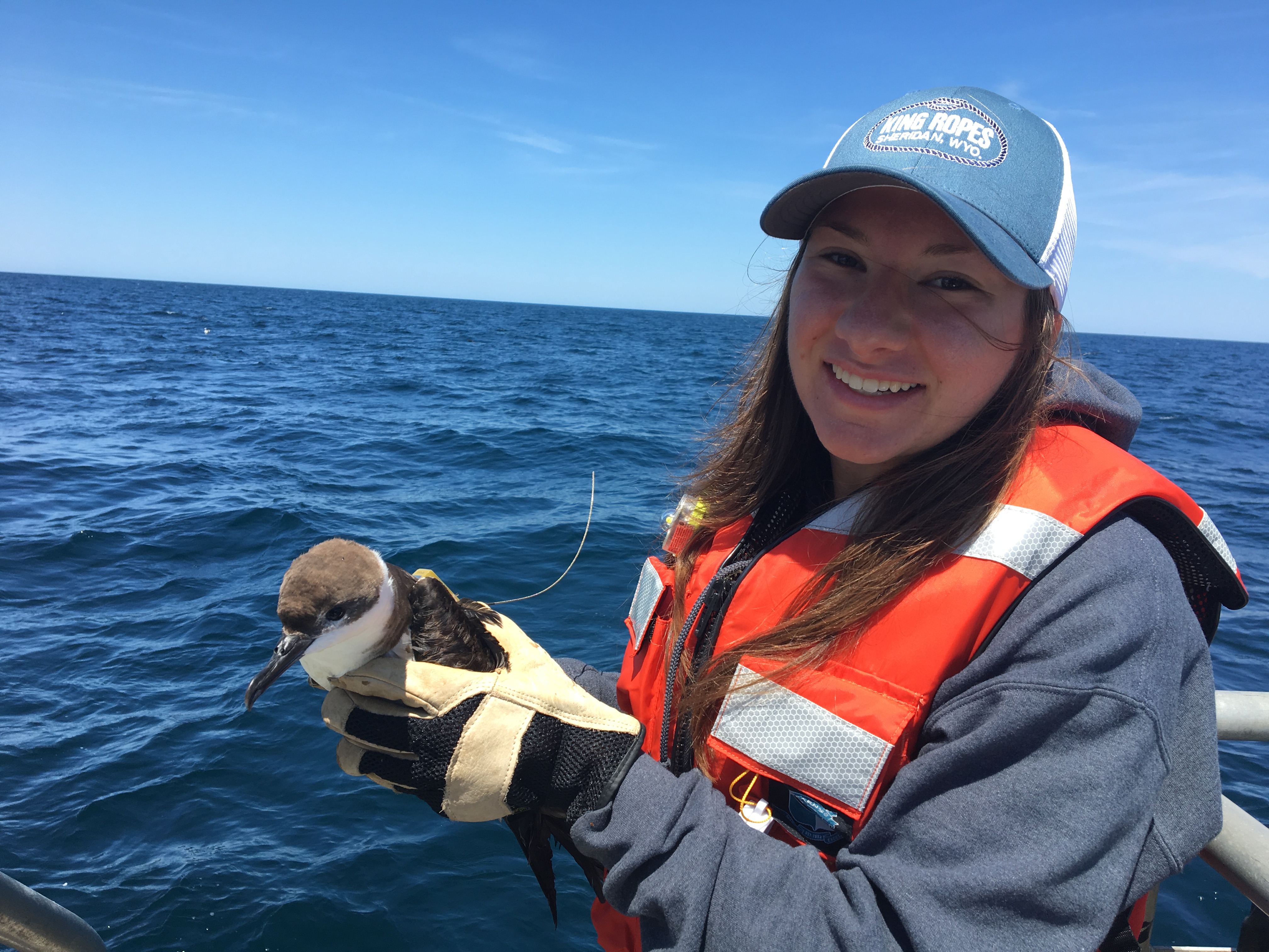 Teresa Giandonato is a NOAA Hollings Scholar doing a collaborative internship this summer between Stellwagen Bank National Marine Sanctuary and the Woods Hole Oceanographic Institution. She participated in a shearwater bird tagging cruise in the Gulf of Maine. Teresa, her NOAA mentor, and fellow field scientists put trackers on shearwaters to better understand their behavior and role in the ecosystem. 

