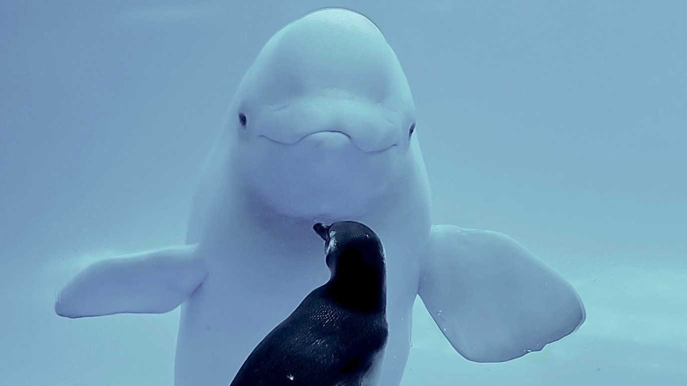 Carmen, a Magellanic penguin, and Kayavak, a Beluga whale greet each other during Shedd Aquarium's temporary closure due to the COVID-19 pandemic.