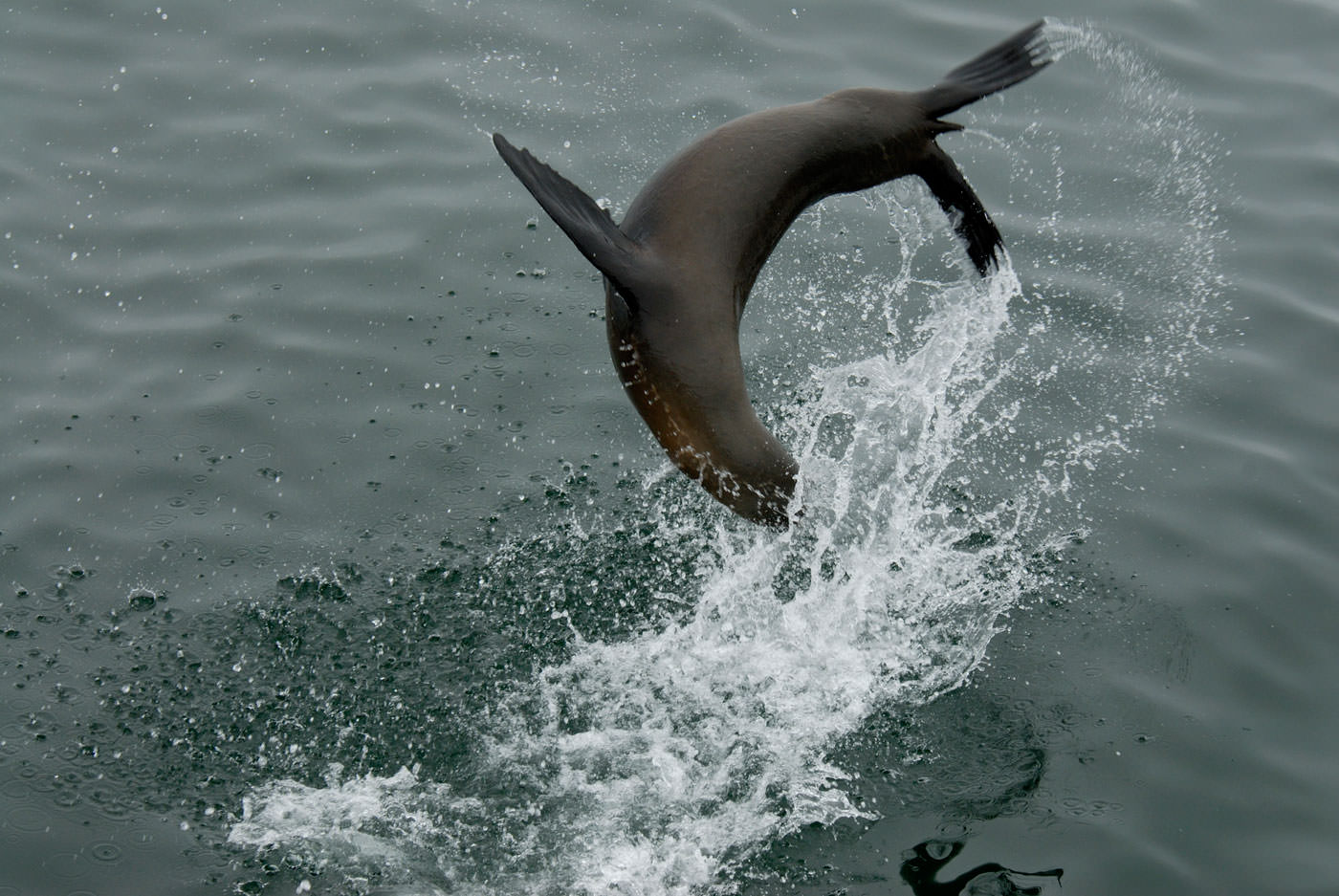 A sea lion does a backflip out of the water