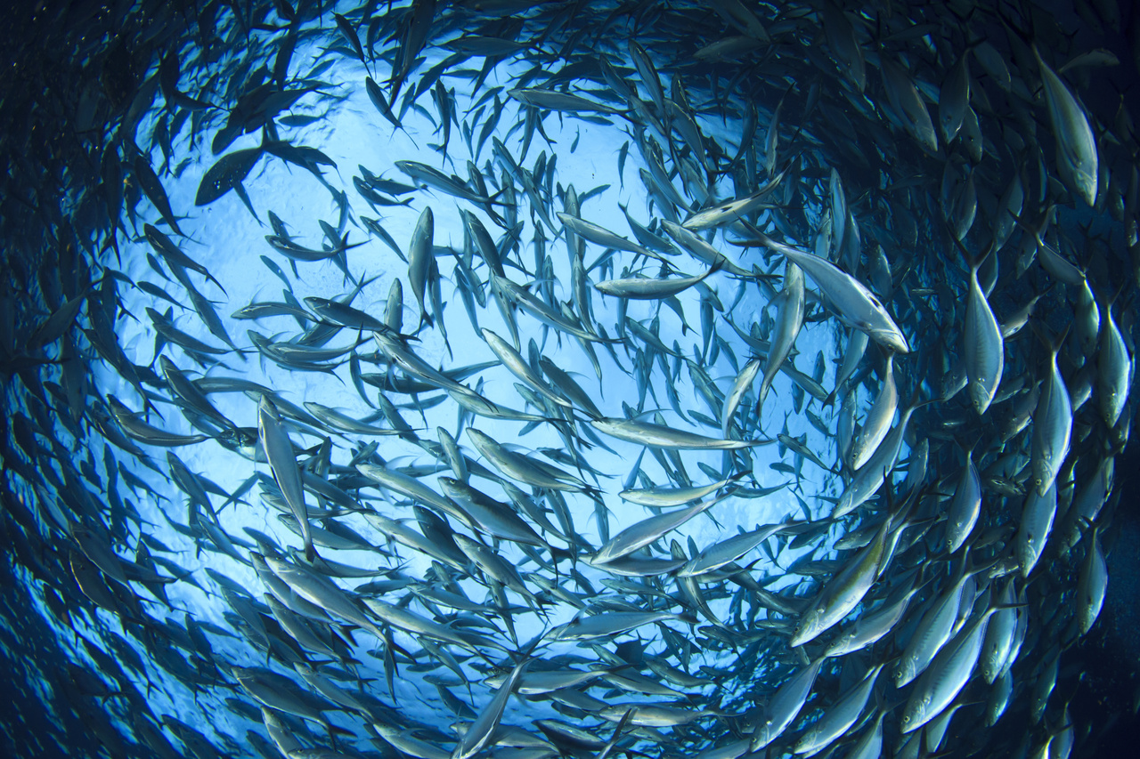 A swirling school of fish. 