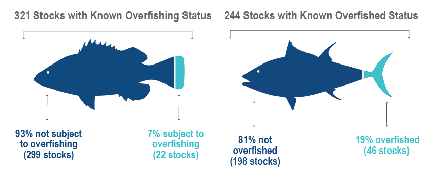 Of 321 stocks with known status, 299 (93%) are not subject to overfishing. Of 244 stocks with known status, 198 (or 81%) are not overfished, leaving 46 stocks (19%) listed as overfished.