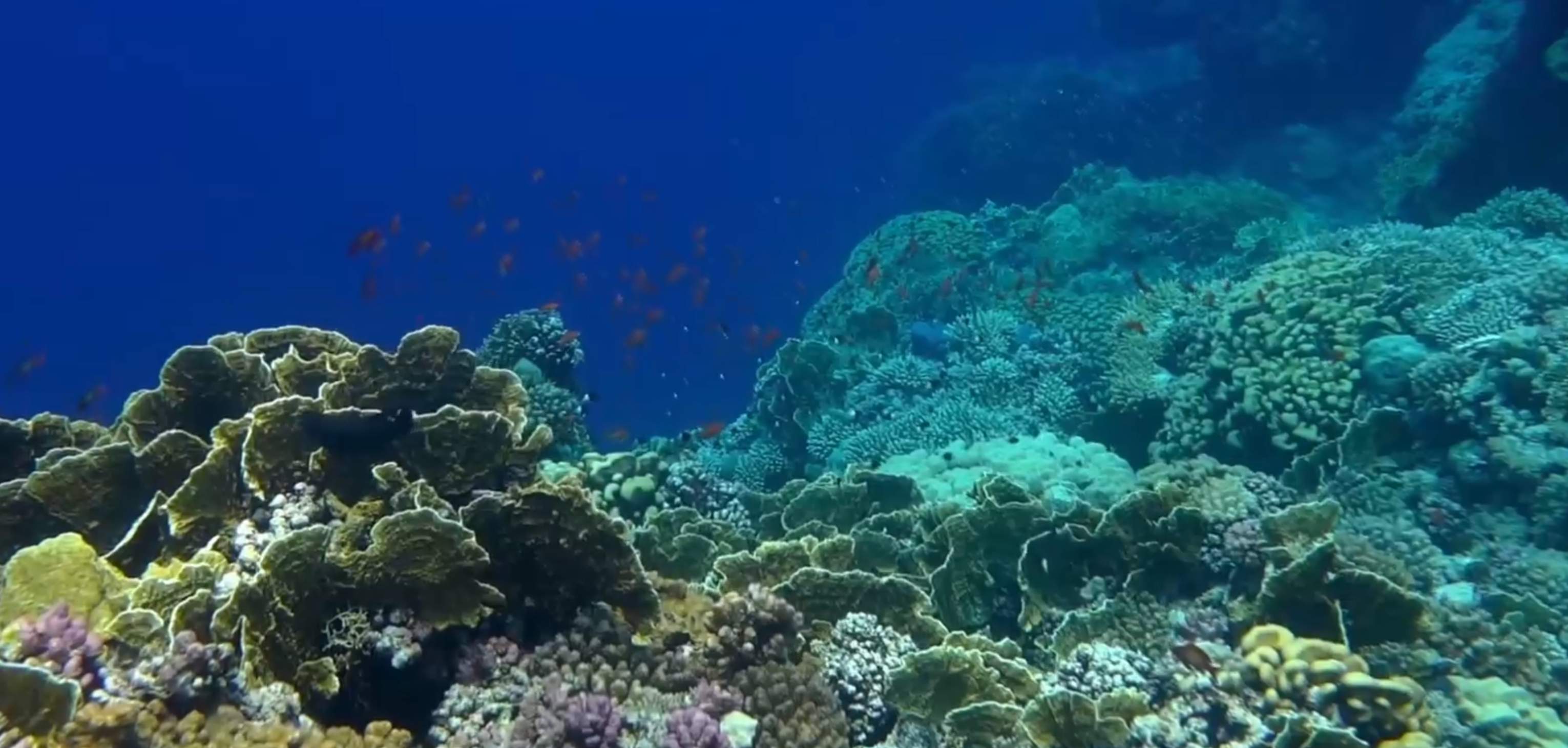 Image showing U.S. coral reef. 