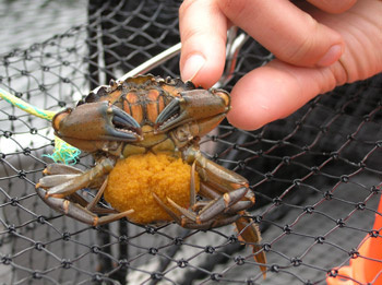 Female green crab with eggs in Pipestem Inlet, Vancouver Island, British Columbia. Green crab have since moved into northern British Columbia.