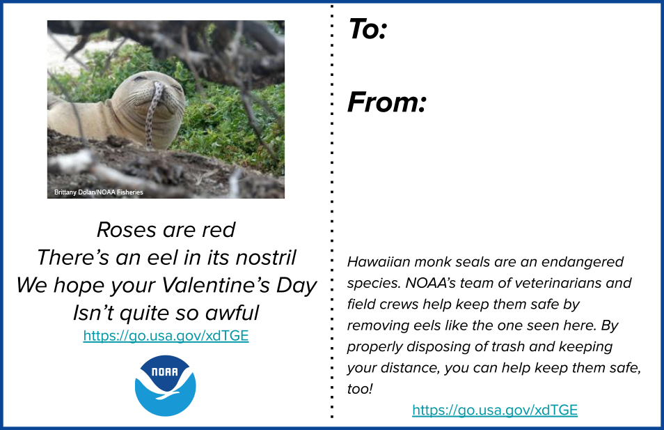 A printable two-sided valentine. The front side has a photo of a Hawaiian monk seal with an eel in its nostril and reads “Roses are red, there’s an eel in its nostril. We hope your Valentine’s Day isn’t quite so awful.” The back side reads “Hawaiian monk seals are an endangered species. NOAA’s team of veterinarians and field crews help keep them safe by removing eels like the one seen here. By properly disposing of trash and keeping your distance, you can help keep them safe, too!” Link: