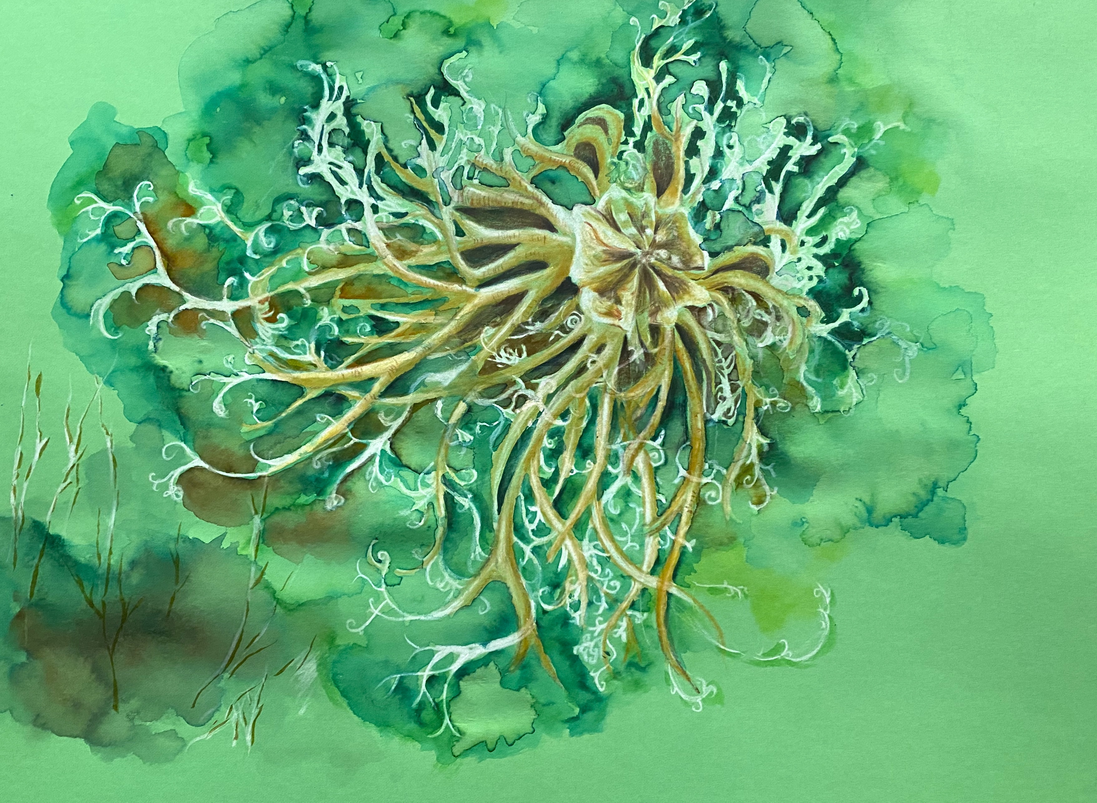 Highly detailed watercolor illustration of a basket star.