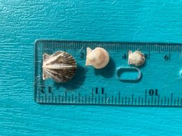 Three juvenile Florida scallop shells placed on top of a clear ruler to be measured.