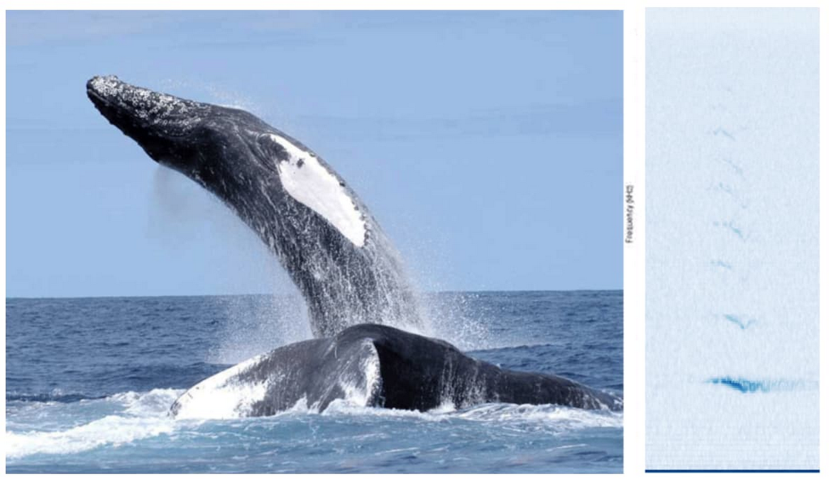 Megaptera novaeangliae, the humpback whale, and a spectrogram of its call, one of the audio events found in the dataset, with time on the x-axis and frequency on the y-axis.