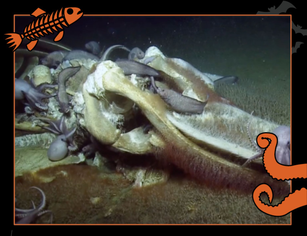 A screenshot of a video with a still image of a whale carcass on the bottom of the ocean. Border of the photo is black with orange sea creature graphics of octopus tentacles and a fish skeleton. Text: Deep dive greatest hits, #NOAASpookyScience with NOAA logo.