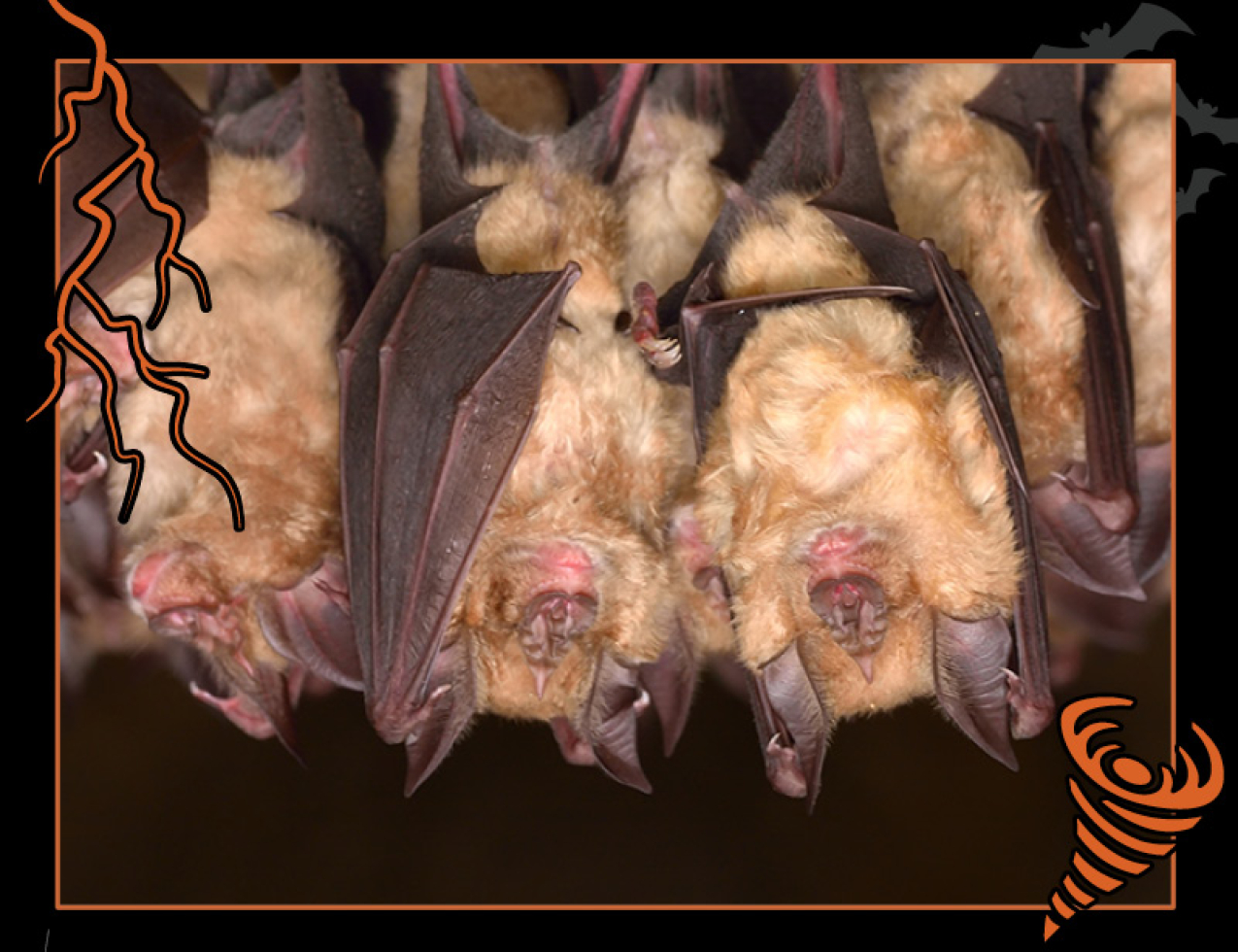 Spooky doilies - bats and cobweb – The Steady Thread