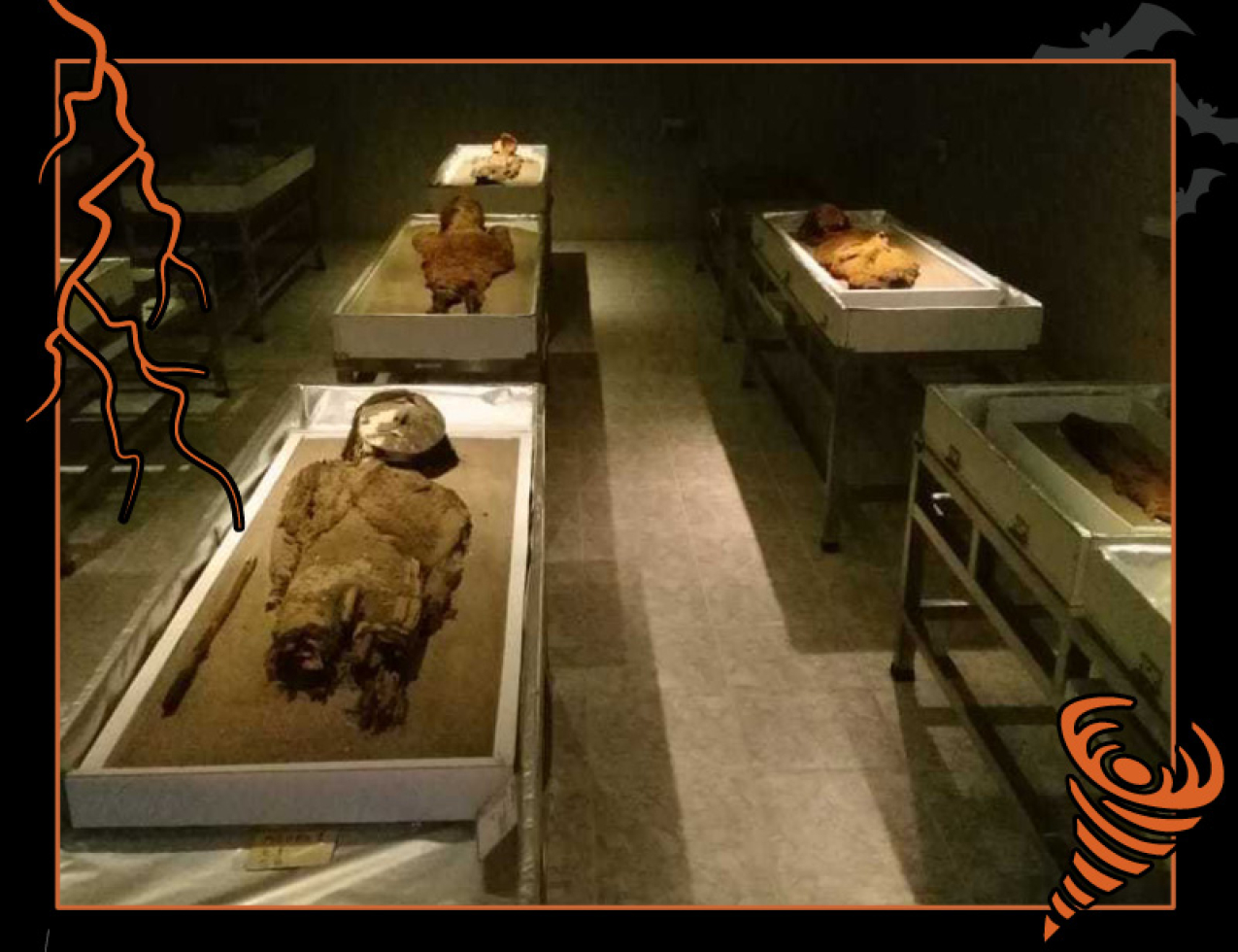 A museum room with mummies displayed on tables. Border of the photo is black with orange atmospheric graphics of a lightning bolt and a tornado. Text: The mystery of the oozing mummies, #NOAASpookyScience with NOAA logo.