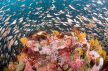 Fish swimming above coral reef