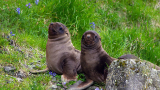 Steller sea lion pups on Gillon Point, Agattu Island, one of the locations where NOAA’s Marine Mammal Lab has remote cameras.