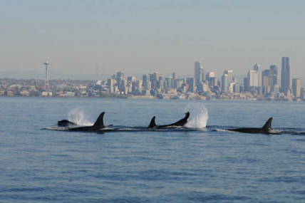 Killer whales swimming with Seattle skyline in background
