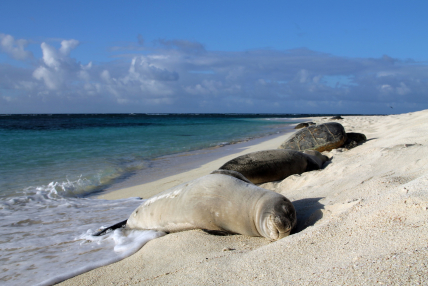 Hawaiian monk seal and green sea turtles on beach at Tern Island