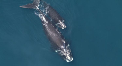 Aerial view of right whales swimming