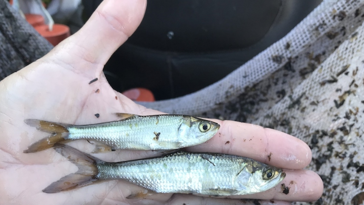 Juvenile fish found within the recreational fish nursery habitat of the Cape Haze Peninsula in Charlotte County, Florida. 