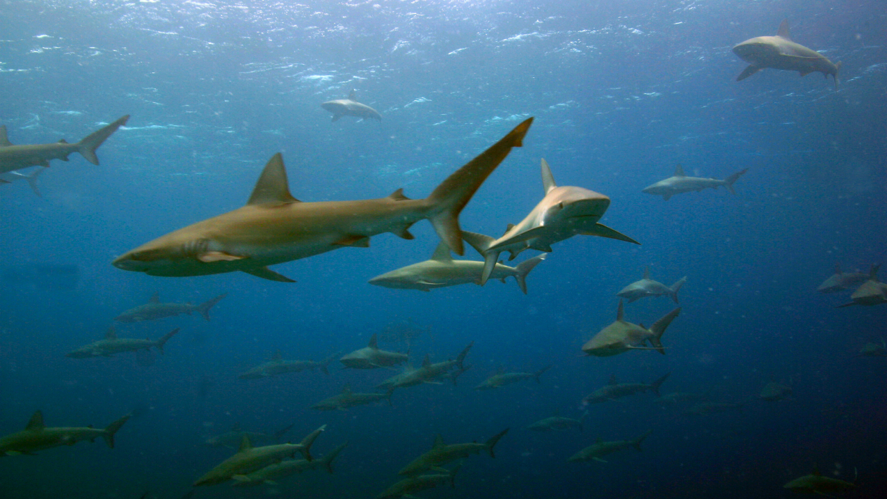 A school of galapagos sharks/manō at Maro Reef in the Northwestern Hawaiian Islands.