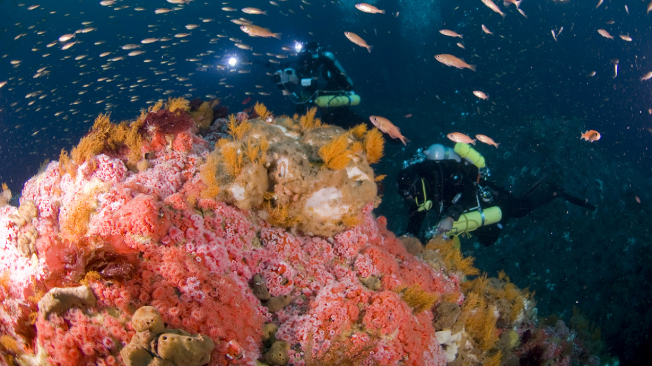 A scuba diver explores the reefs of Cordell Bank National Marine Sanctuary.