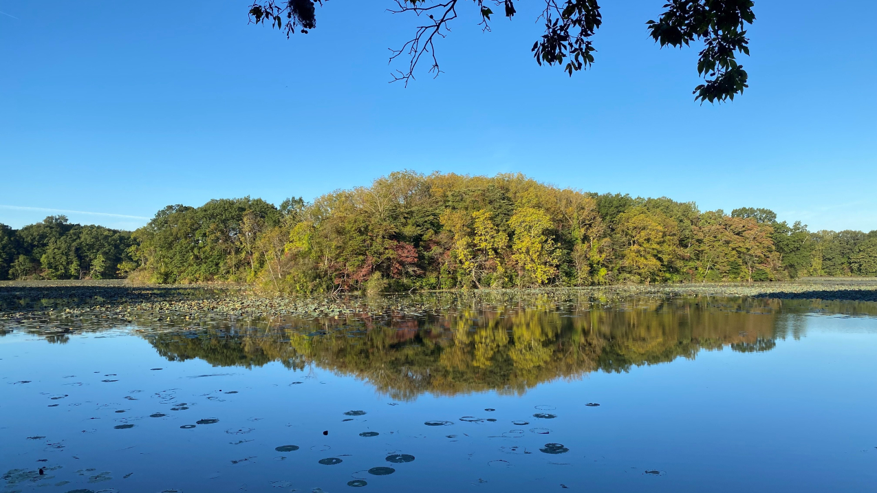 A calm body of water reflecting fall foliage on a sunny day. 