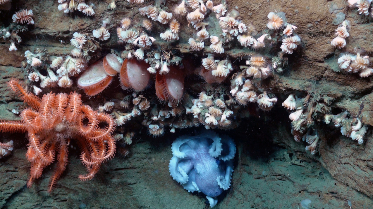 An octopus, sea star, bivalves and dozens of cup coral all share the same overhang in an area adjacent to the Hudson Canyon off the coast of New York and New Jersey.  These are very typical of what occurs throughout this area.
