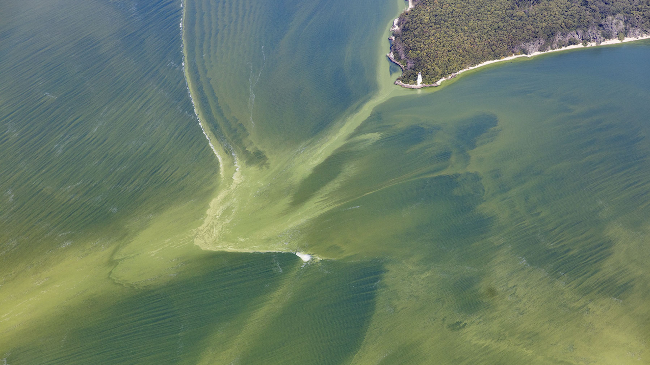 An aerial photograph shows a lake, clogged with green colored algae surrounding a white lighthouse.
