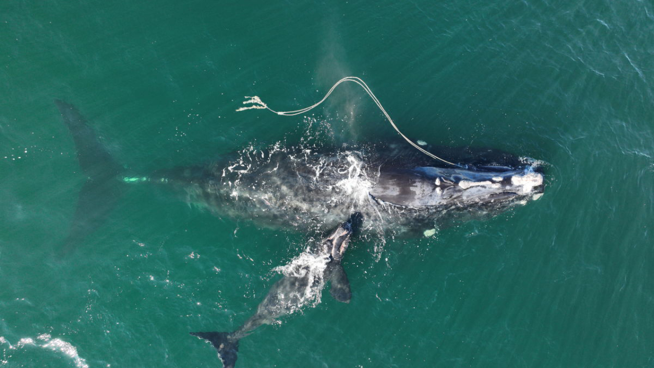 Photo of humpback whale named  Snow Cone (#3560) entangled in fishing gear, sighted off the coast of Georgia with her second calf in December 2021. Her first known calf died from a vessel strike off the coast of New Jersey in June 2020. 