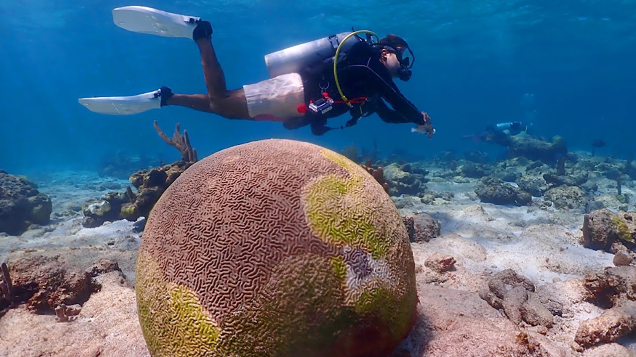 Image showing Rico Diaz swimming past a heavily diseased brain coral.