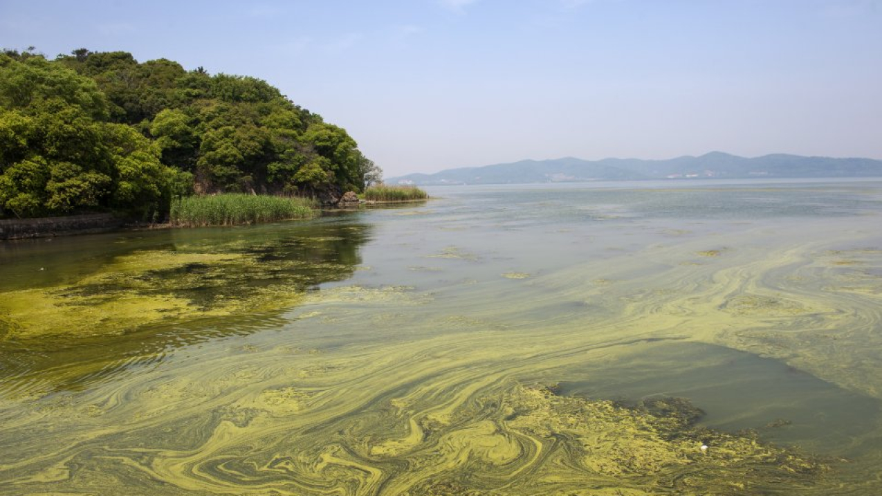 Photo showing cyanobacteria shares some properties with algae and are found naturally in lakes, streams, ponds and other surface waters.