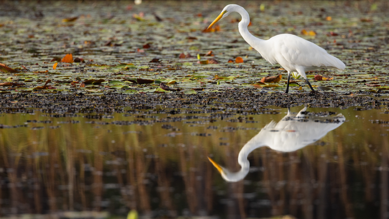 Image showing a great egret hunting for fish in coastal Louisiana.