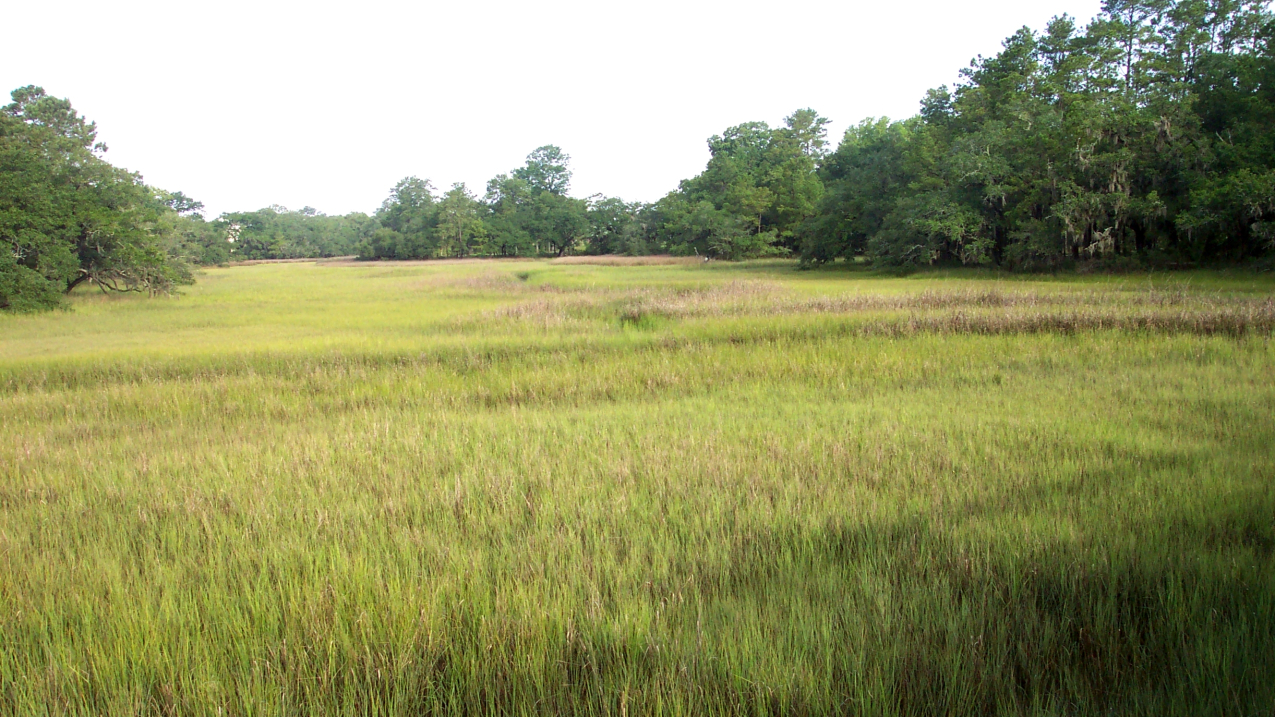 Photo of a salt water marsh near the Wando River, Daniel Island, South Carolina. Increasing salt marshes can provide more storage for carbon. 
