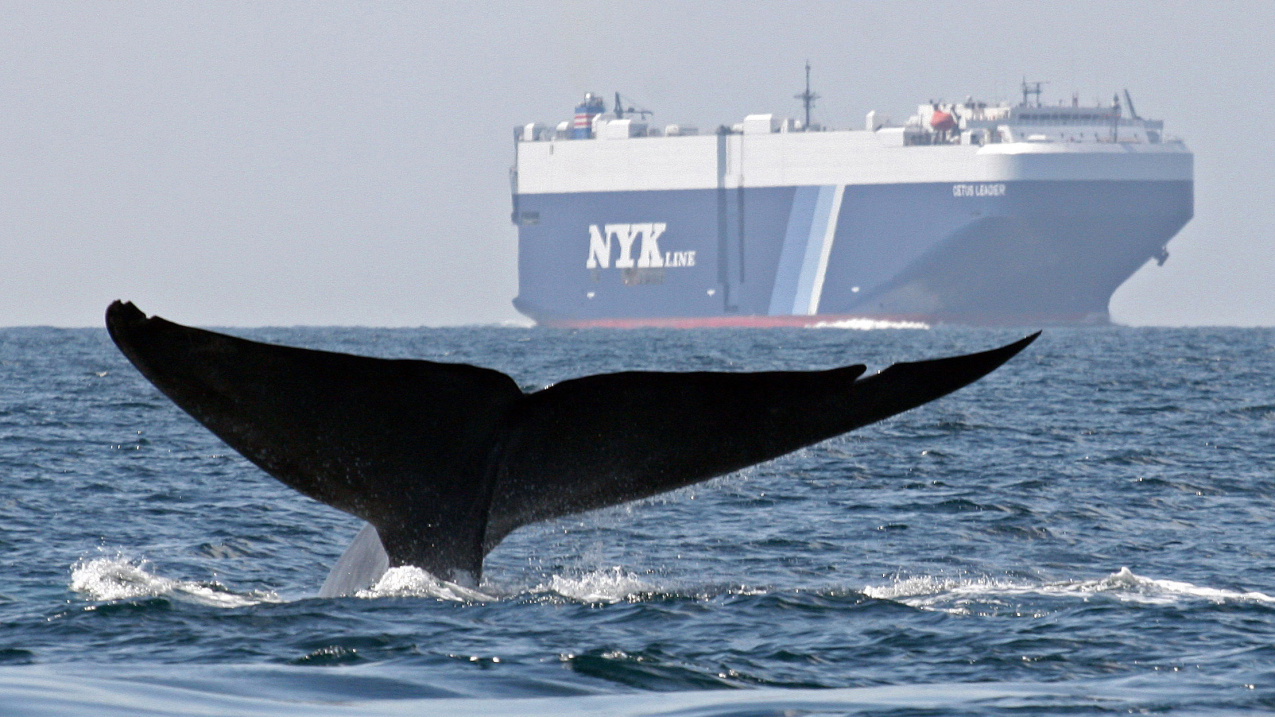 Image of a migratory whale near a ship.