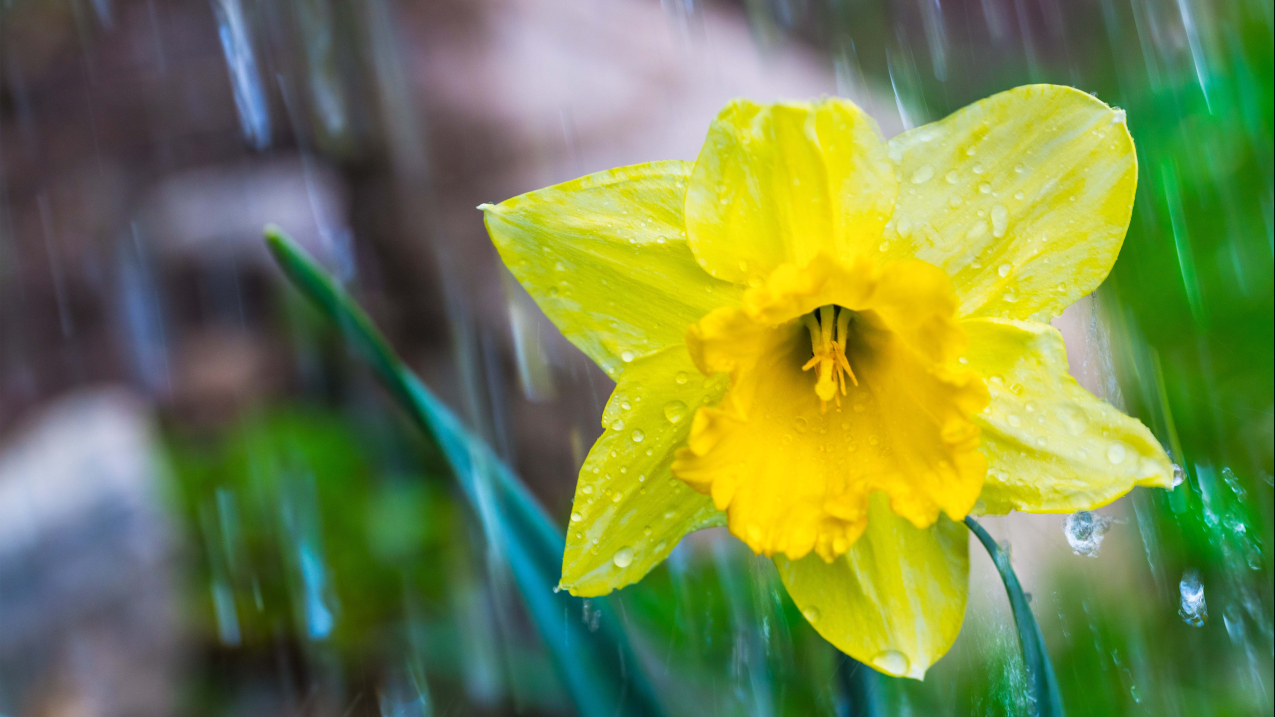Close-up of yellow flowering Lent lily bloom with corona. Jonquil, daffadowndilly. Watering an ornamental bed on natural brown-green blurry background. Realistic, floral. Rain drops