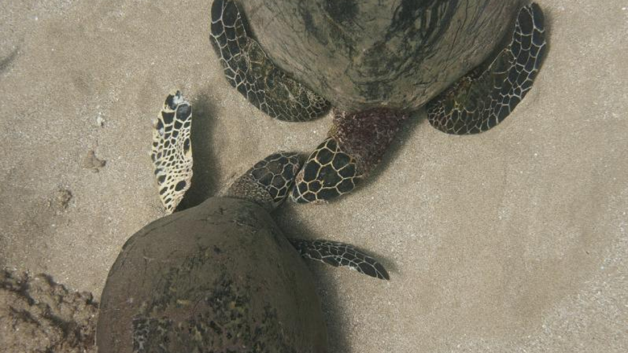 Two hawksbill turtles interacting. 