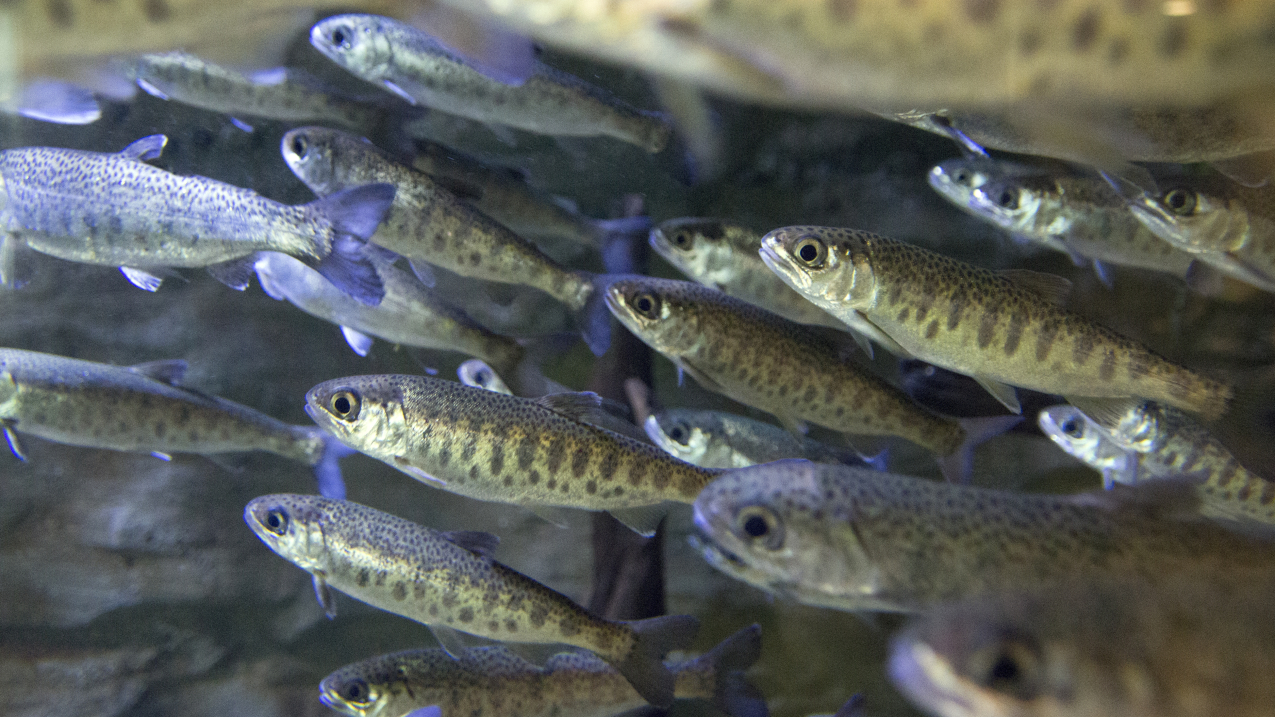Image of young coho salmon used on the cover of the 2023 Status of the Stocks Report.