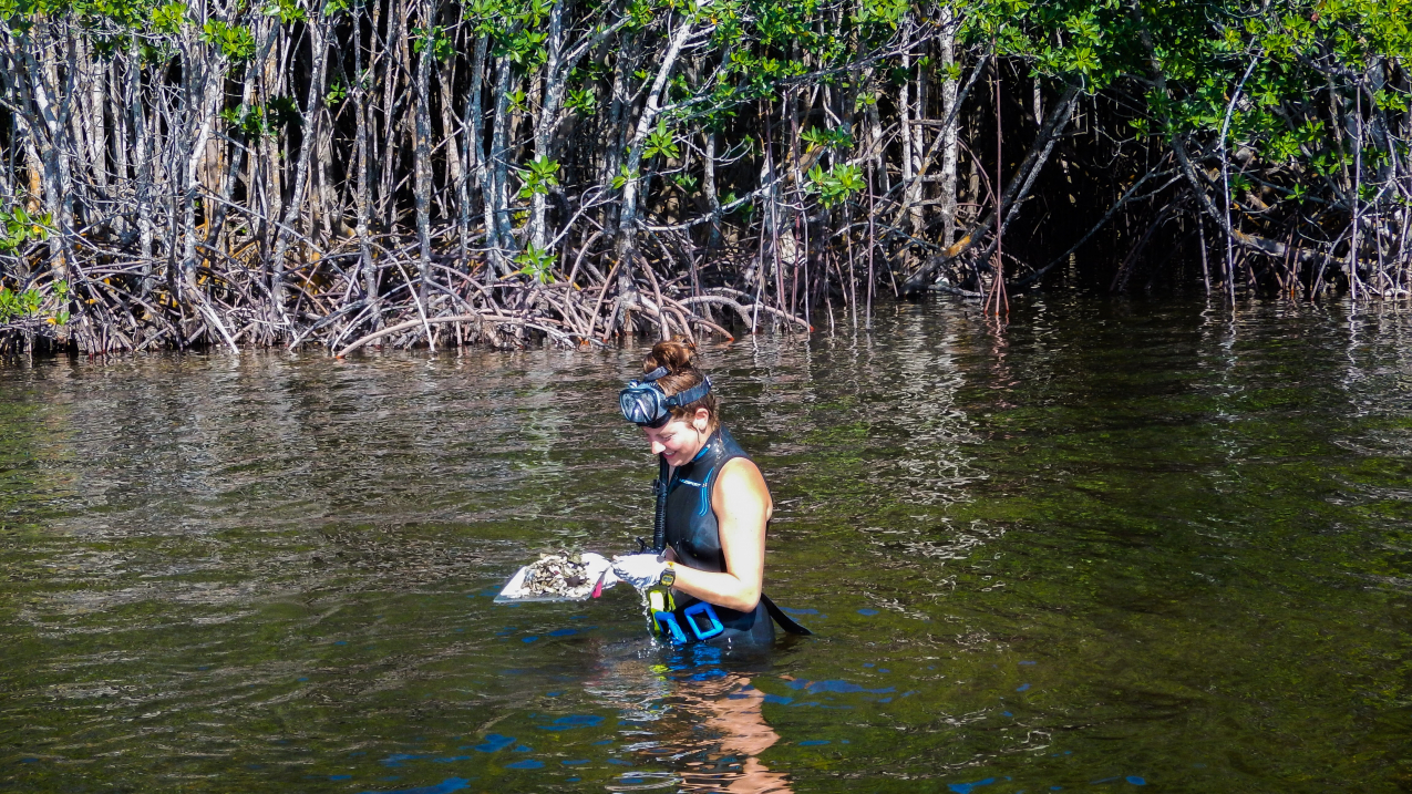 Haley Capone, class of 2018 NOAA Hollings scholar, out on a fieldwork day during summer 2019 with the Southeastern Fisheries Science Center Team. She is at a sampling site along the Miami Biscayne Bay shoreline recording relic oyster species shell counts within a deployed quadrat near a historic creek mouth.