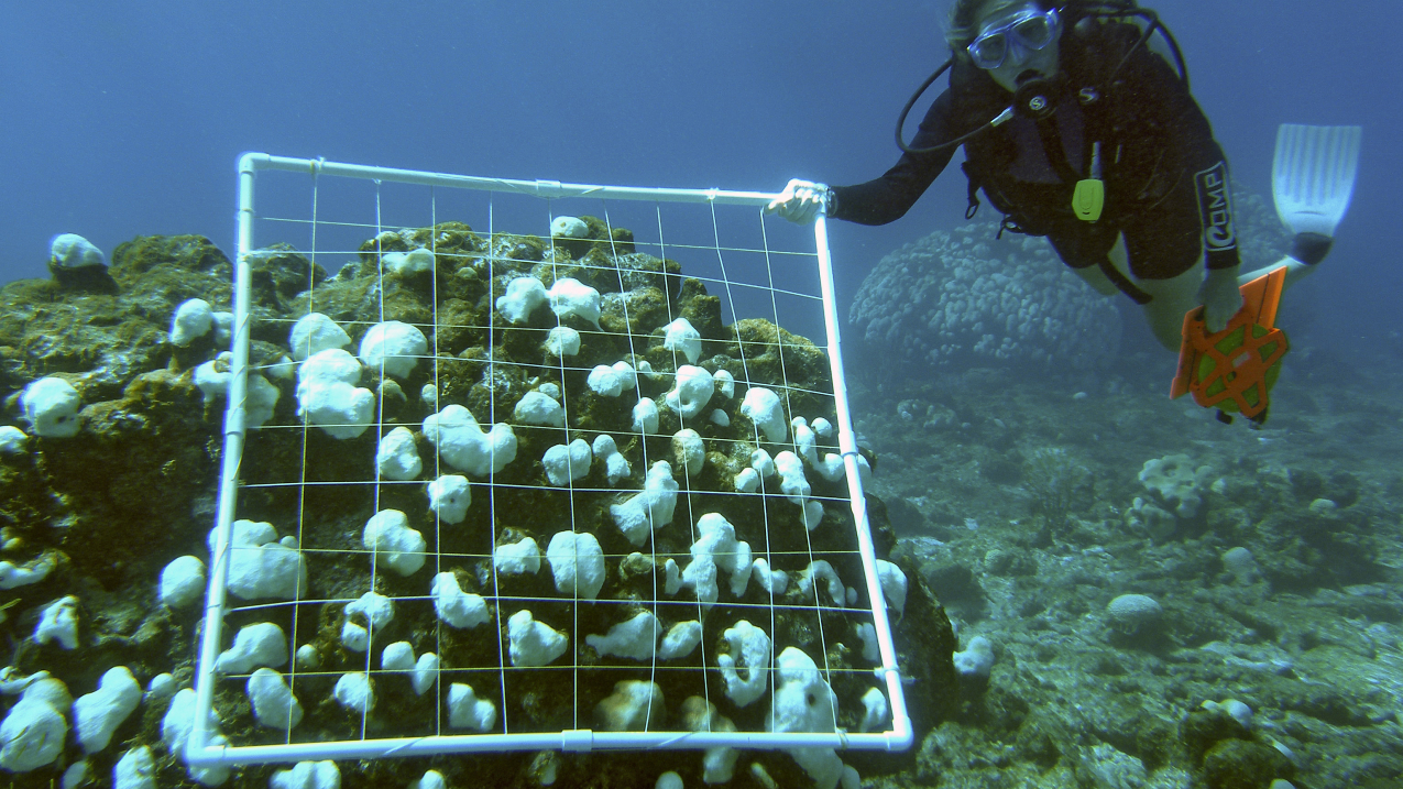 New study suggests coral reefs may be able to adapt to moderate climate  change