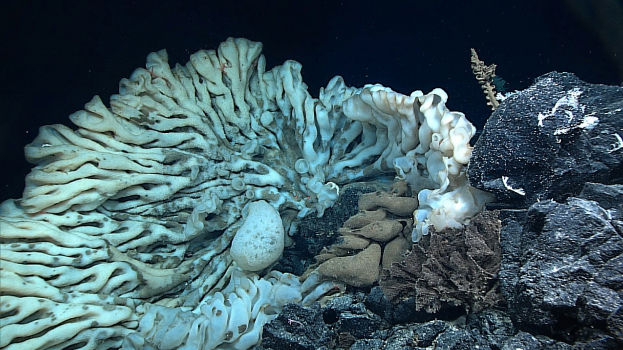 Scientists discover largest sponge known during deep-sea exploration